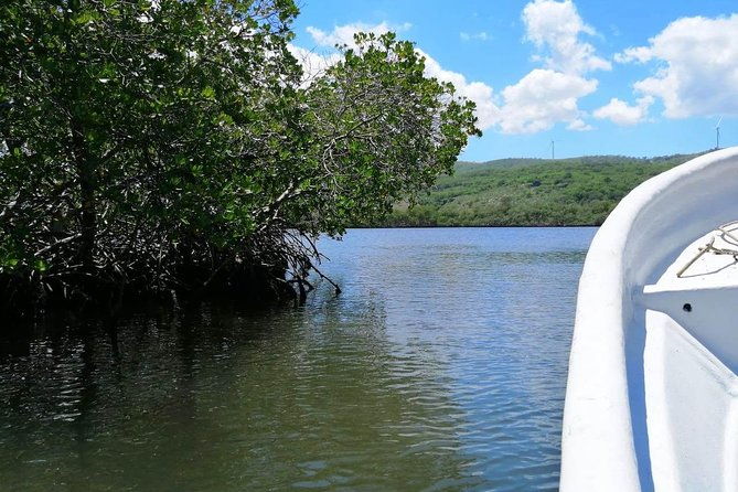vip-tour-to-paradise-island-the-mangroves