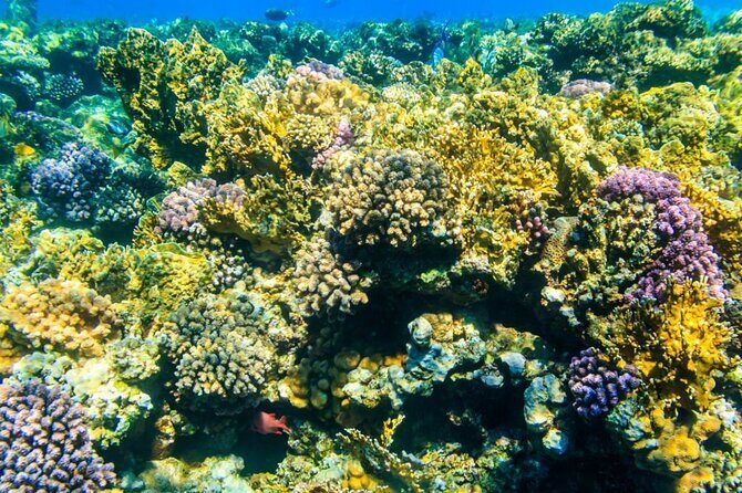 VIP -White Island & Ras Mohamed Snorkel Excursion - Who Should Consider This Tour?