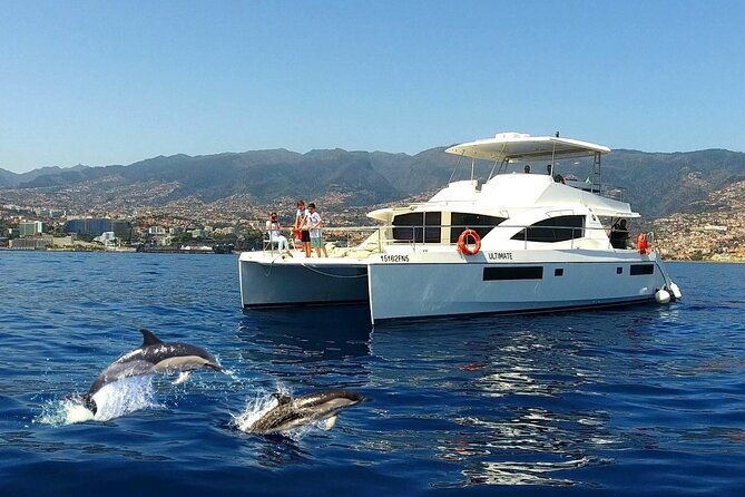 vipdolphins-luxury-whale-watching