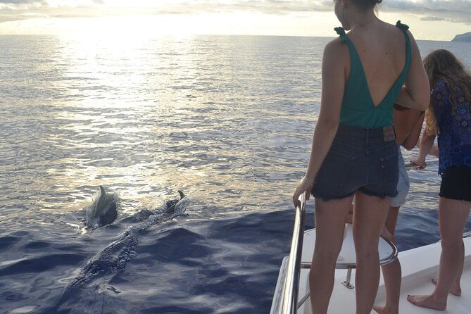 vipdolphins-luxury-whale-watching