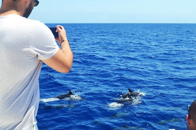 vipdolphins-luxury-whale-watching