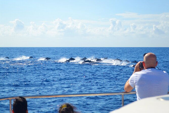 vipdolphins-luxury-whale-watching