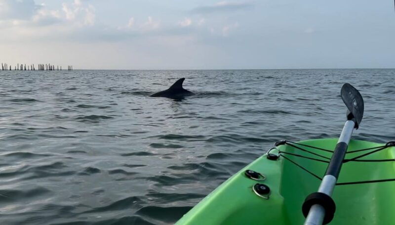 virginia-beach-dolphin-kayak-tour-this-is-a-workout