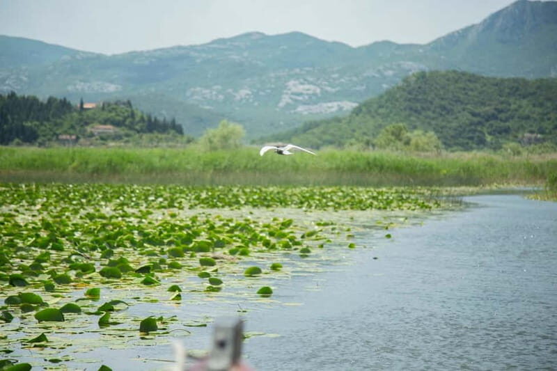 Virpazar: Historical & Nature Boat Adventure on Lake Skadar - What’s Included and What’s Not