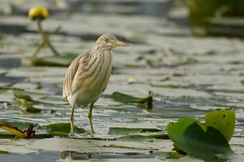 Virpazar: Skadar Lake by Boat and Kom Monastery Guided Tour - Final Thoughts