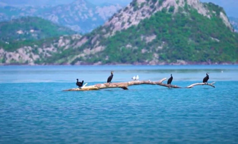Virpazar : Skadar Lake Group Tour With Bird watching - FAQs