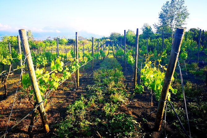 visit-2-wine-producers-with-tasting-and-transportation-included