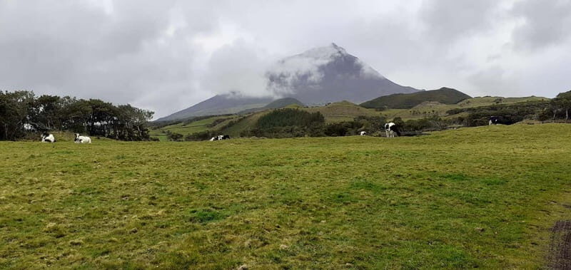 Visit a Farm on the Island of Pico - Key Points