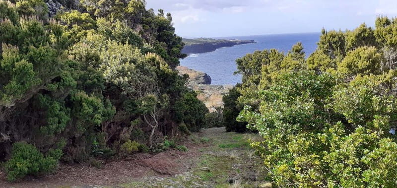 Visit a Farm on the Island of Pico - An Up-Close Look at the Farm Tour on Pico
