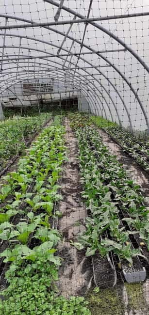 Visit a Farm on the Island of Pico - FAQ