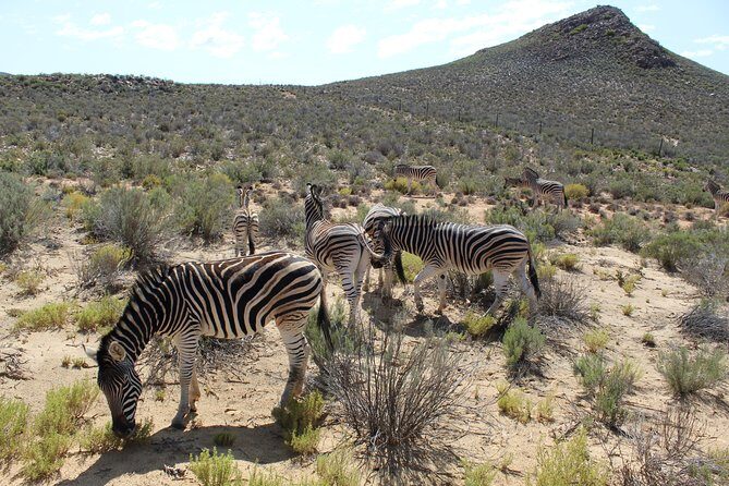 Visit African Big 5 Safari Aquila Game Reserve from Cape Town - full Day - Discovering the African Big 5 at Aquila Game Reserve from Cape Town