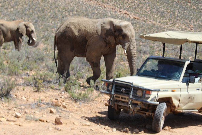 Visit African Big 5 Safari Aquila Game Reserve from Cape Town - full Day - The Practicalities: What’s Included and What to Keep in Mind