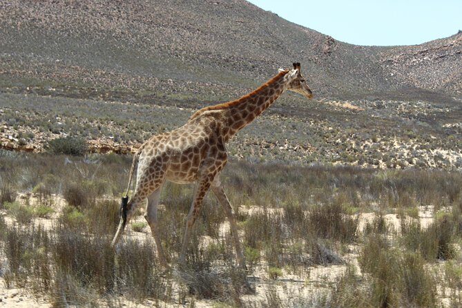 Visit African Big 5 Safari Aquila Game Reserve from Cape Town - full Day - What We Love About This Tour