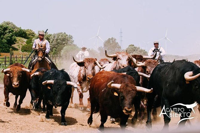 visit-alvaro-domecq-horses-and-brave-bulls-in-freedom-2