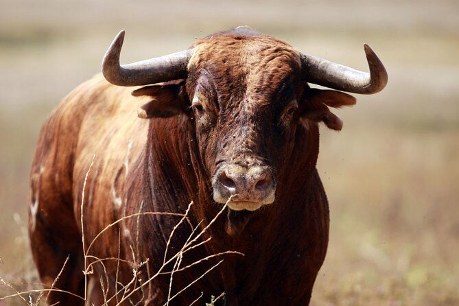 visit-alvaro-domecq-horses-and-brave-bulls-in-freedom-2