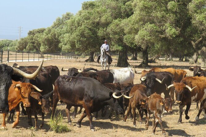 visit-alvaro-domecq-horses-and-brave-bulls-in-freedom-2