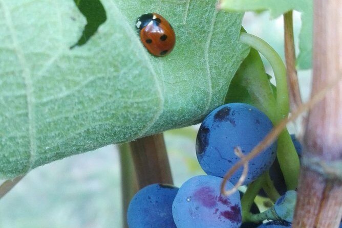 Visit among vineyards and wine cellar with wine tasting in Nizza Monferrato - FAQ