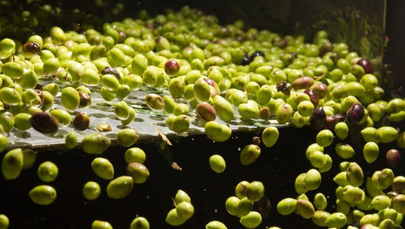 visit-an-olive-oil-mill-extra-virgin-olive-oil-tasting-baeza