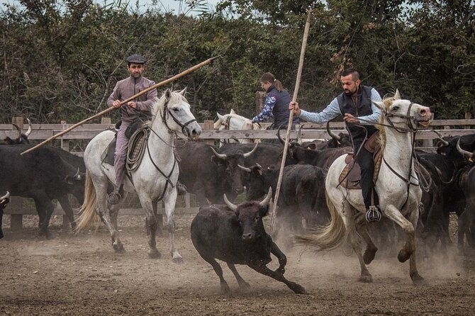 visit-and-discovery-in-the-heart-of-the-camargue-2
