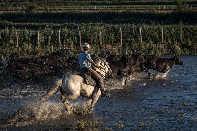 visit-and-discovery-in-the-heart-of-the-camargue-2