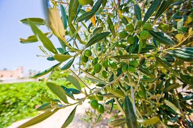 Visit and Private Tasting of EVO Oil and Organic Wine - Authentic Taste of Sicily: Visit and Private Tasting of EVO Oil and Organic Wine