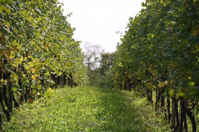 visit-and-tasting-of-3-d-o-c-wines-fontechiara-2