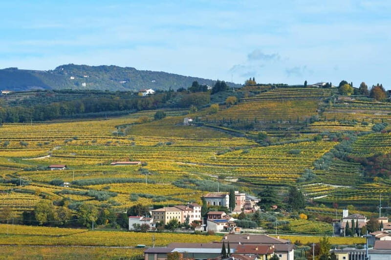 Visit and tasting with the producer - Discover the Charm of Veneto’s Wine Heritage with a Producer-Led Tasting