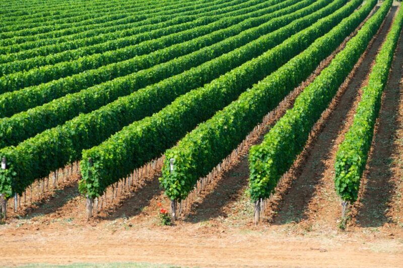 visit-and-wine-tasting-in-the-heart-of-the-bolgheri-doc