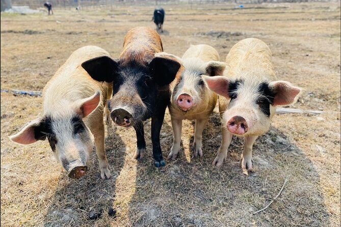 Visit Animal Sanctuary in Kathmandu - Key Points