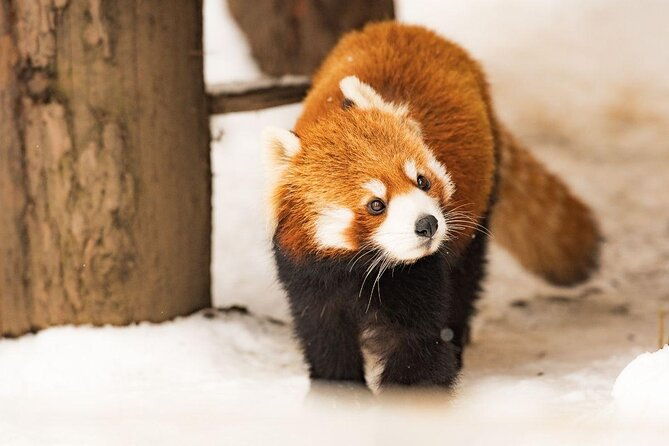 visit-asahiyama-zoo-fascinating-aoi-ike-from-sapporo