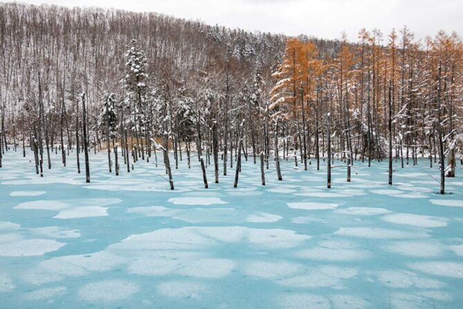 visit-asahiyama-zoo-fascinating-aoi-ike-from-sapporo