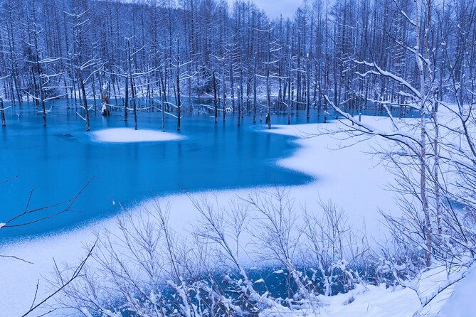 visit-asahiyama-zoo-fascinating-aoi-ike-from-sapporo