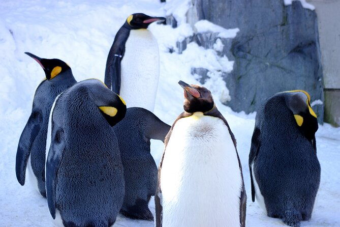 visit-asahiyama-zoo-fascinating-aoi-ike-from-sapporo