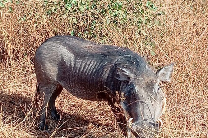 Visit Bandia Reserve and Lunch - Authentic Insights from Past Travelers
