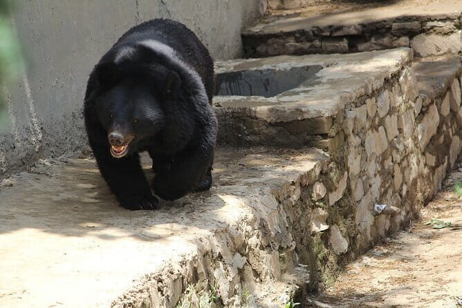 Visit Bear Rescue Center From Agra - FAQs