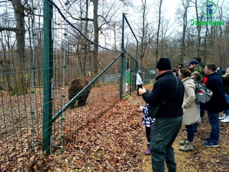 visit-bear-sanctuary-and-bran-castle-from-brasov