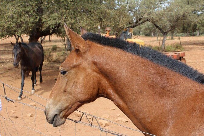 visit-between-bulls-and-horses