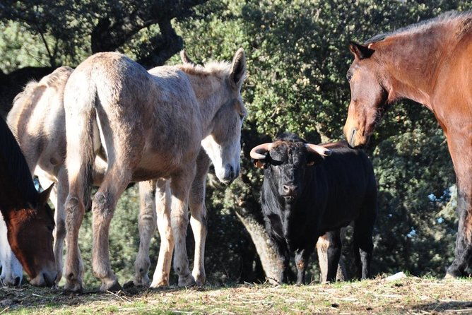 visit-between-bulls-and-horses