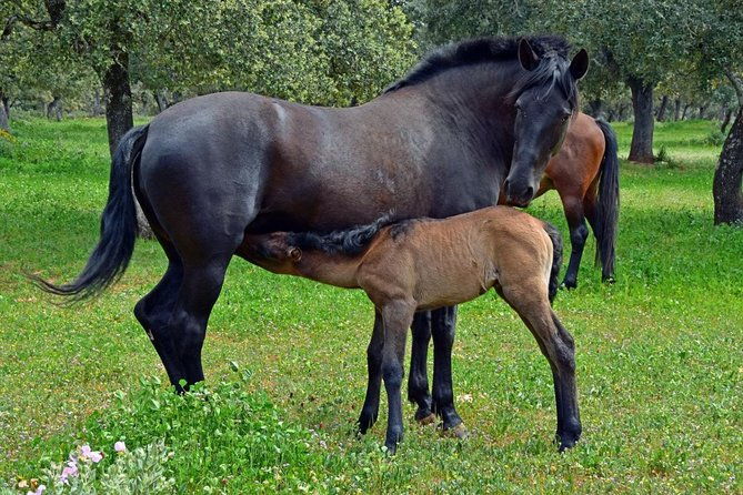 visit-between-bulls-and-horses
