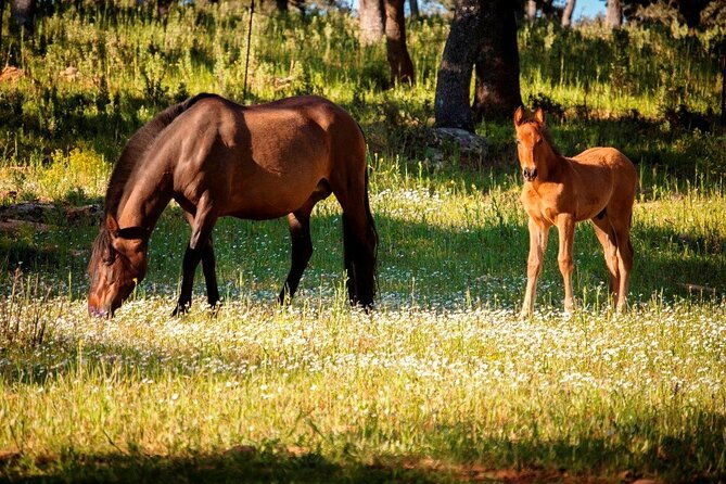 visit-between-bulls-and-horses