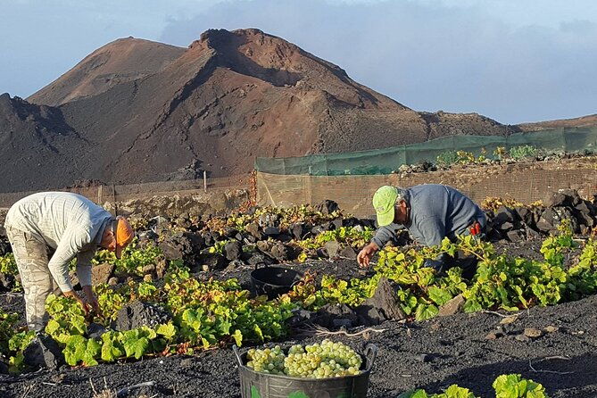visit-bodegas-teneguia-winery-in-la-palma-with-wine-tasting