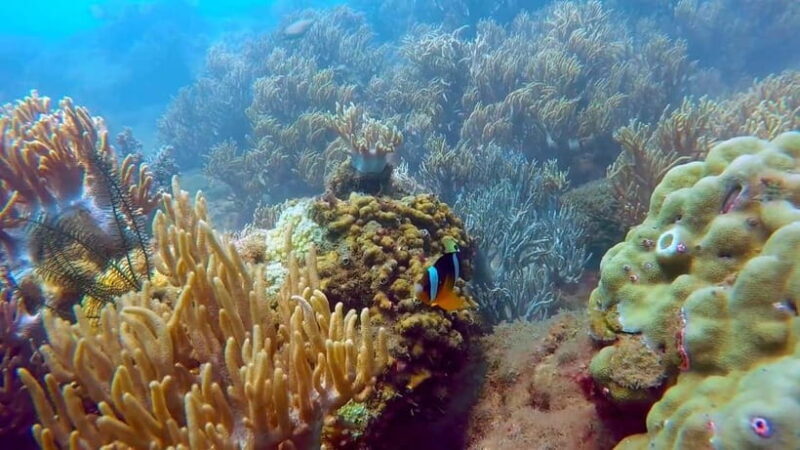 Visit Cham Islands & Snorkelling & Scuba Diving - The Full Experience: What to Expect on the Tour