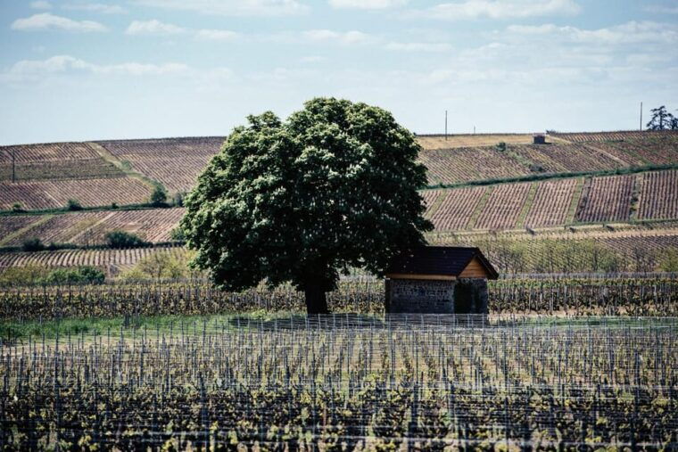 visit-chateau-du-moulin-a-vent-a-history-of-terroirs