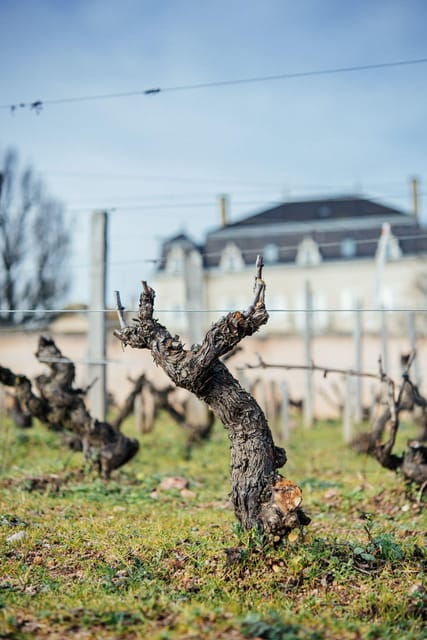 visit-chateau-du-moulin-a-vent-where-time-is-an-ally