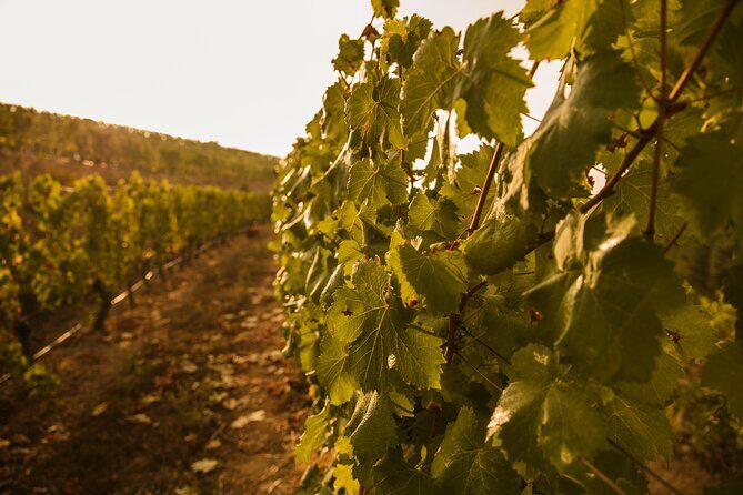 Visit Coastal Vineyard - Introduction to the Viña Costeira Tour