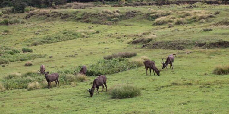 visit-horton-plains-and-nuwara-eliya-from-ella