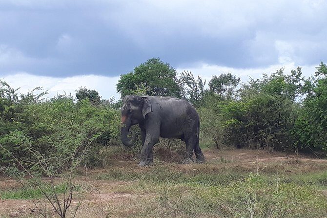 Visit Jeep Safari at Minneriya National Park From Kandy - Key Points