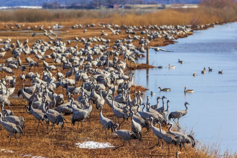 Visit Khichan and Osian With Jodhpur Drop from Jaisalmer - Key Points