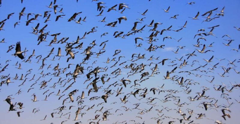 Visit Khichan and Osian With Jodhpur Drop from Jaisalmer - FAQ