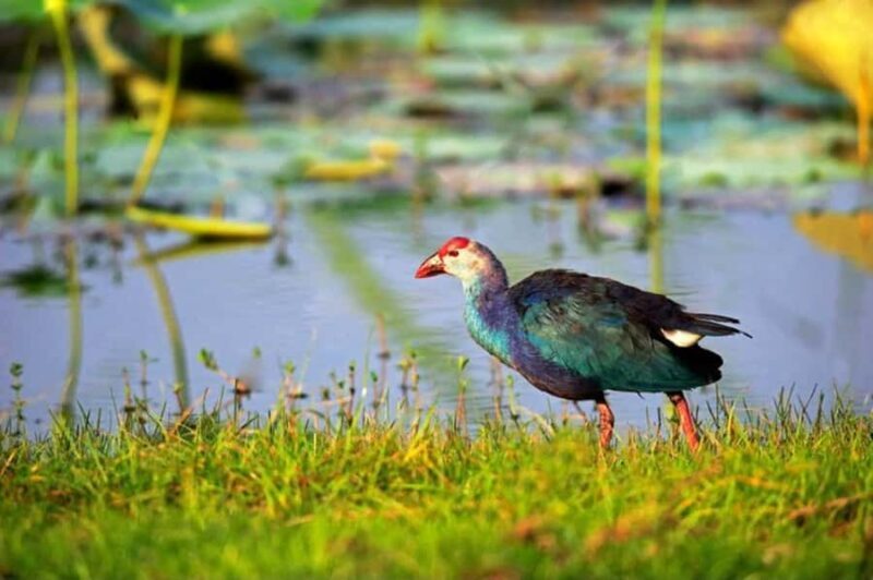 Visit Muthurajawela Wetlands Scenic Boat Ride & Birdwatching - Key Points